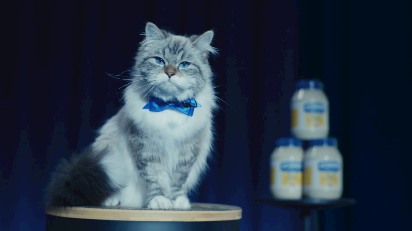 Grey and white cat called "Mayocat" wearing a bow tie sitting on a stage with 3 jars of mayonnaise in the background